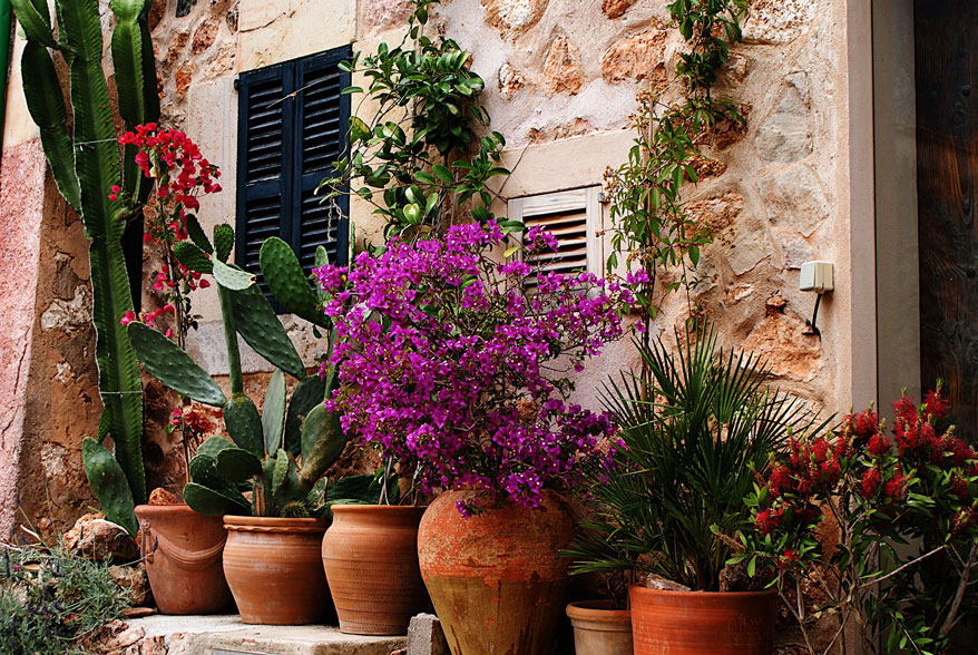 27-kuehbelpflanzen-mediterran-1 Kübelpflanzen vor mediterraner Hauswand