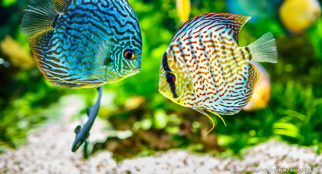 Zwei Fische im Aquarium