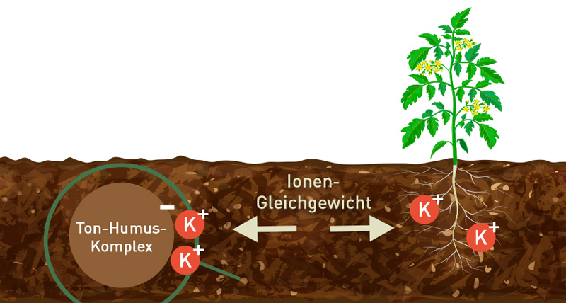 69-infografik-ton-humus-komplexe-2 Ionengleichgewicht