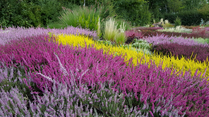 106-heidegarten Heidegarten mit Pflanzen in mehreren Farben